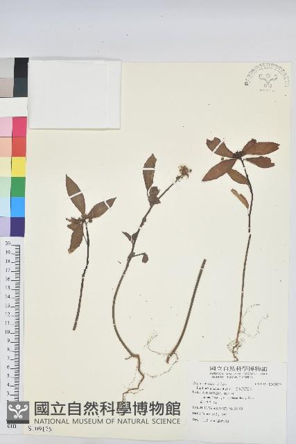 白苞猩猩草藏品圖，第1張