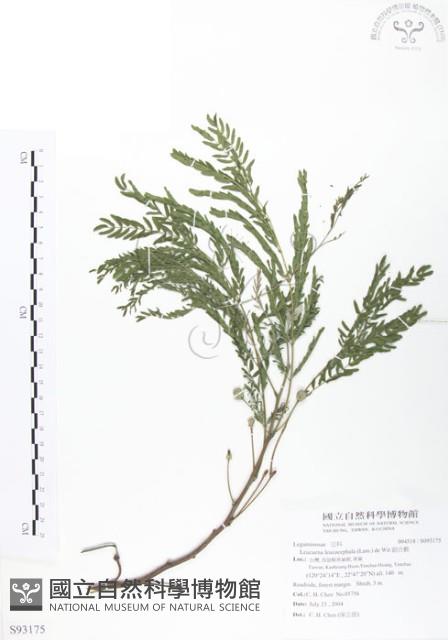 銀合歡藏品圖，第1張