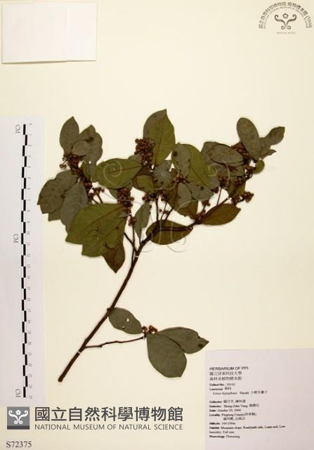 黃肉樹, 小梗木薑子藏品圖，第1張