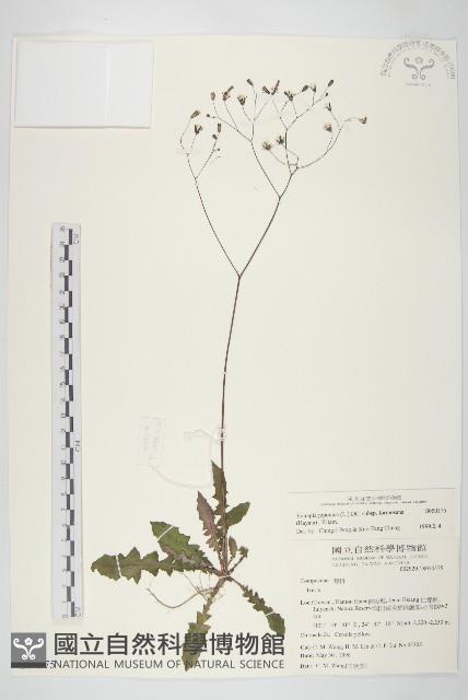 台灣黃鵪菜藏品圖，第1張