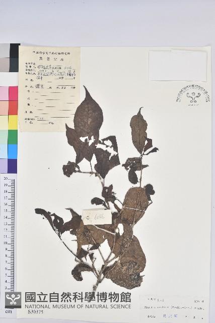 留萼木藏品圖，第1張