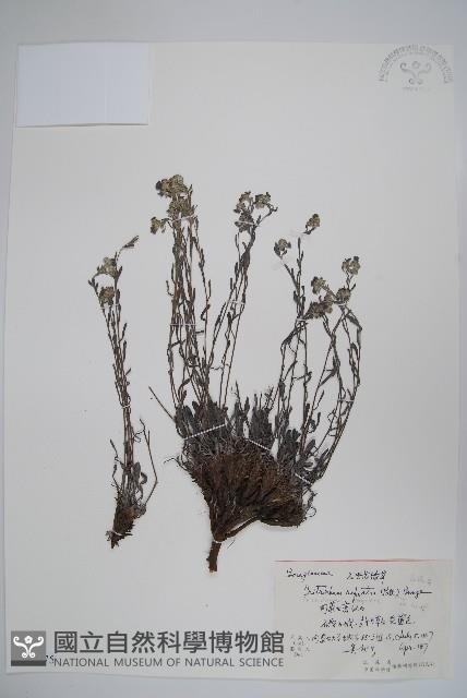 齒緣草藏品圖，第1張