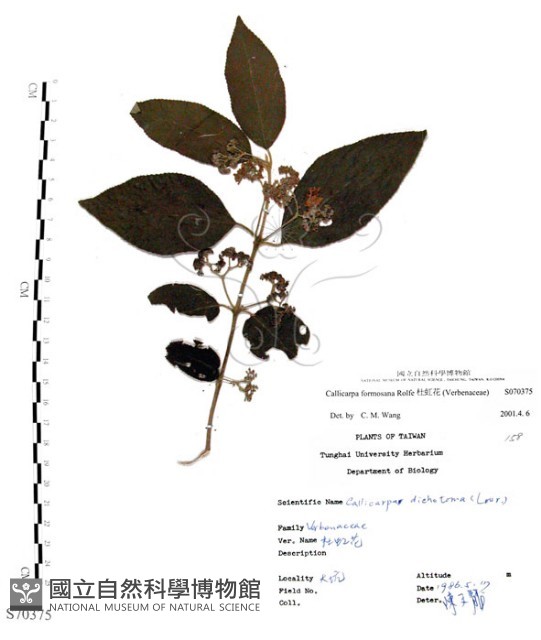 杜虹花，台灣紫珠藏品圖，第1張