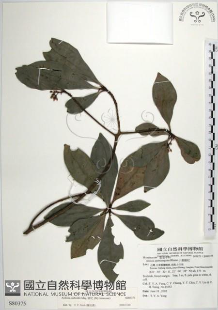 樹杞藏品圖，第1張