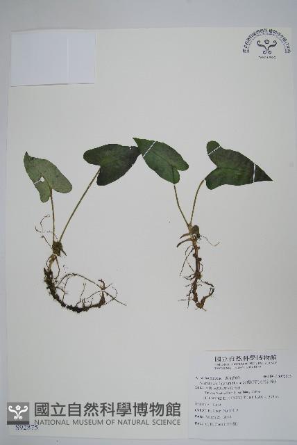 薄葉細辛、尾花細辛藏品圖，第1張