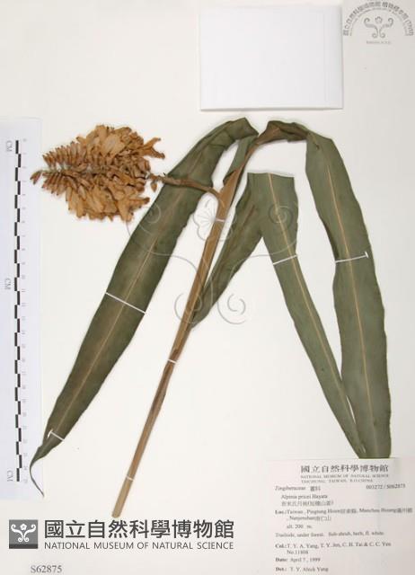 普萊氏月桃、短穗山姜藏品圖，第1張