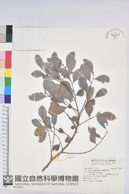 細葉饅頭果藏品圖，第1張