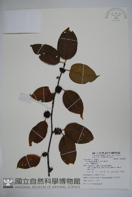 毛薄葉冬青藏品圖，第1張