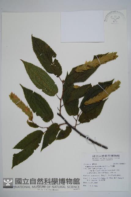 蘭邯千金榆藏品圖，第1張