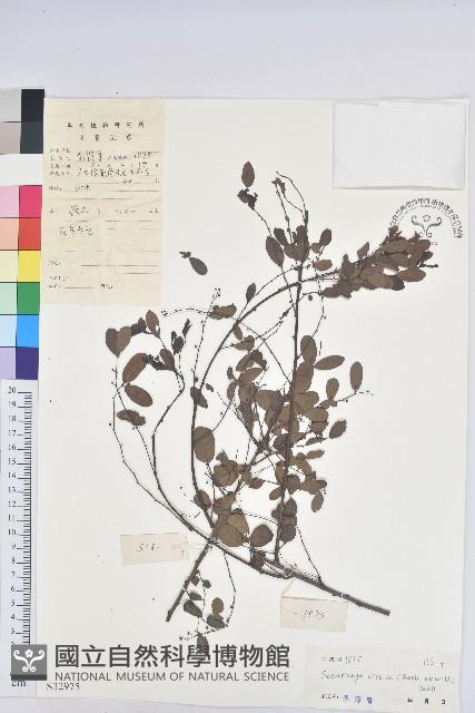 白飯樹藏品圖，第1張