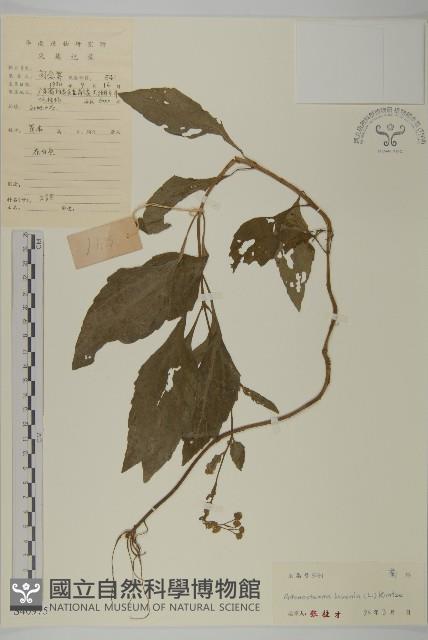 下田菊藏品圖，第1張