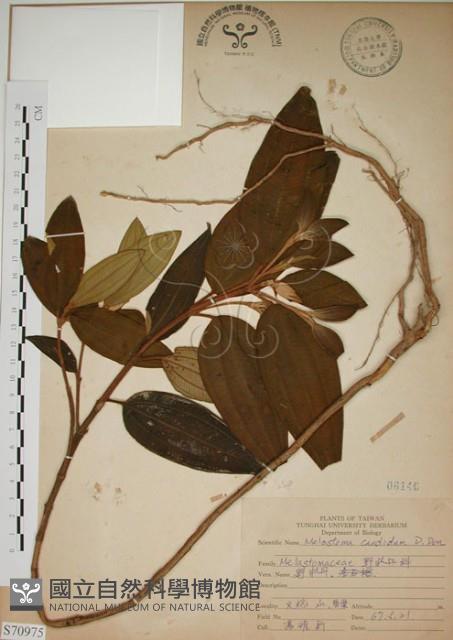 野牡丹藏品圖，第1張