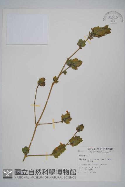 賽山藍藏品圖，第1張