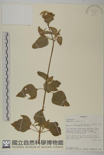 霍香薊藏品圖，第1張