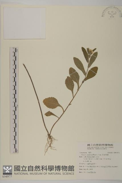 日本假蓬藏品圖，第1張