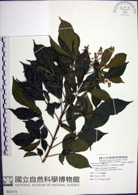 山埔姜藏品圖，第1張