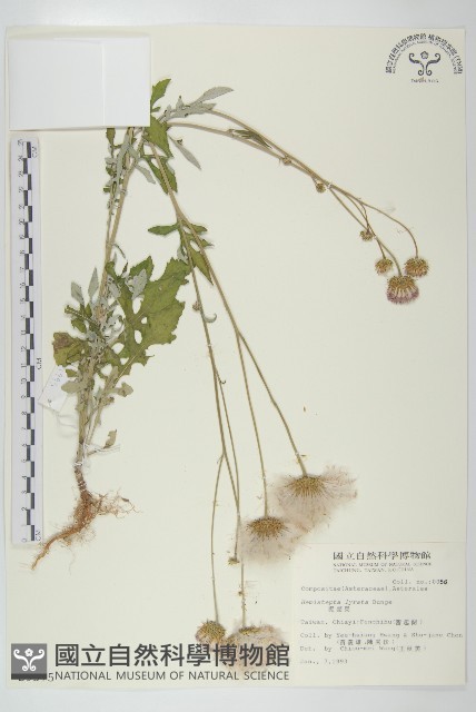 泥胡菜藏品圖，第1張