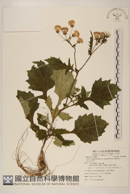 黃花三七草藏品圖，第1張