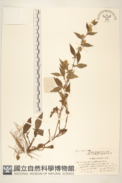 一枝黃花藏品圖，第1張