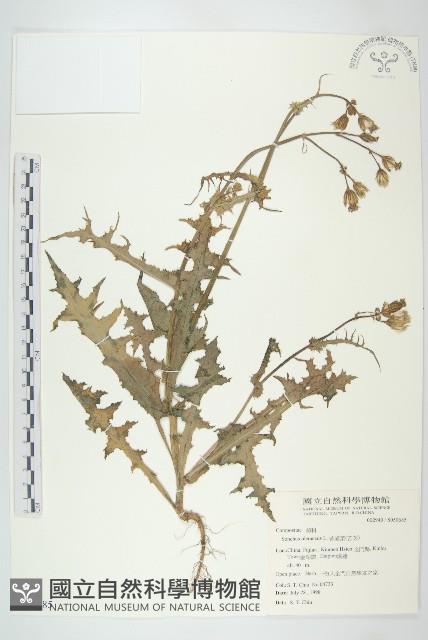 苦滇菜、苦菜藏品圖，第1張