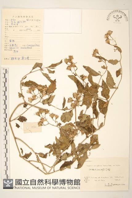 蔓黃菀藏品圖，第1張