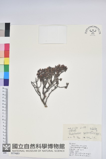 永寧杜鵑花藏品圖，第1張