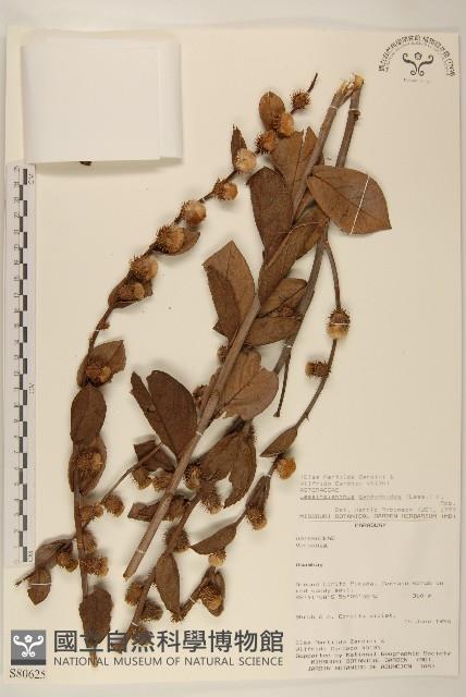 登錄號:S080685藏品圖，第1張