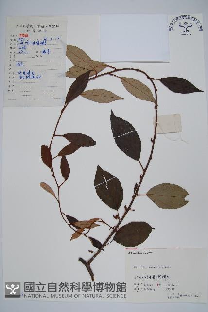 小葉獼猴桃藏品圖，第1張