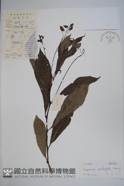 大葉鳳仙花藏品圖，第1張