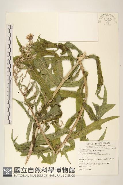 鵝仔草藏品圖，第1張