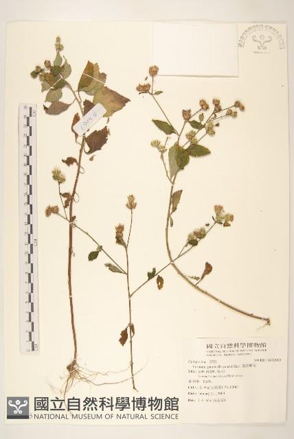 嶺南野菊藏品圖，第1張