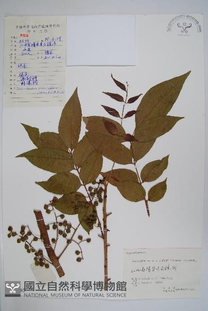 漆樹藏品圖，第1張