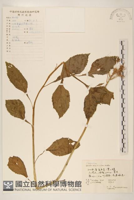 野茼蒿藏品圖，第1張