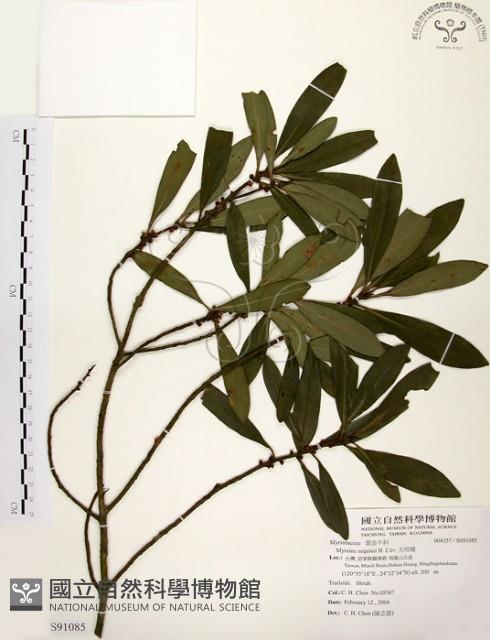 大明橘藏品圖，第1張