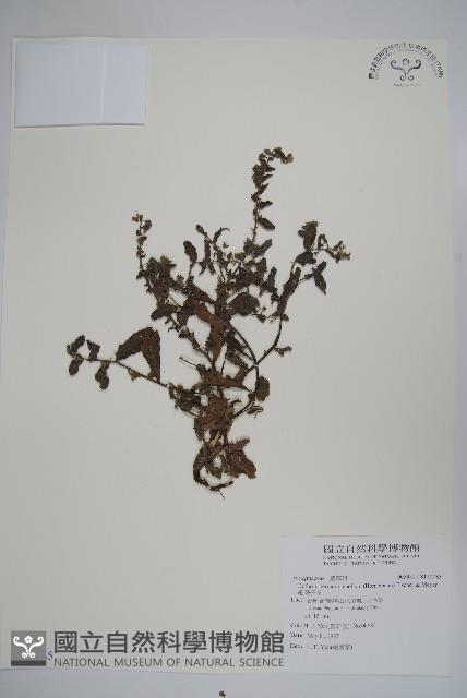 細纍子草藏品圖，第1張