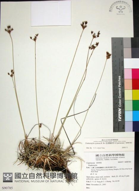 乾溝飄拂草藏品圖，第1張