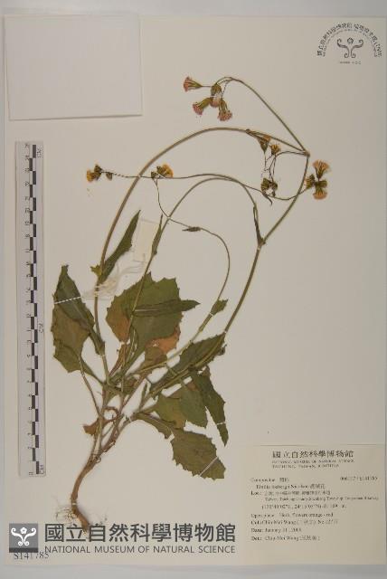 纓絨花藏品圖，第1張