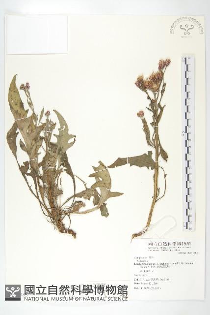 鳳毛菊藏品圖，第1張