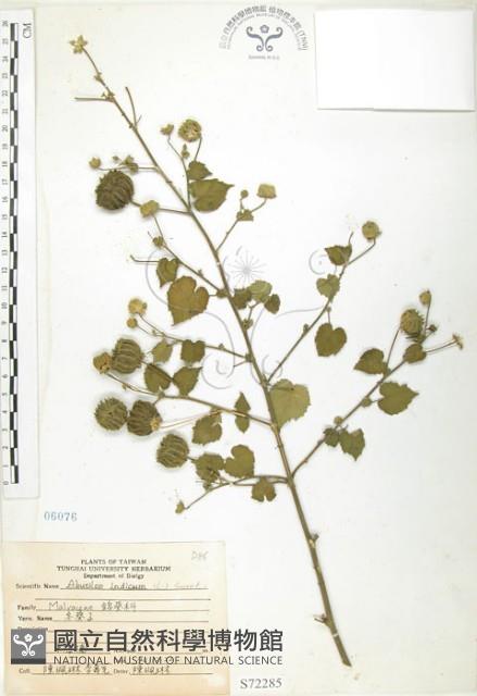 冬葵子藏品圖，第1張