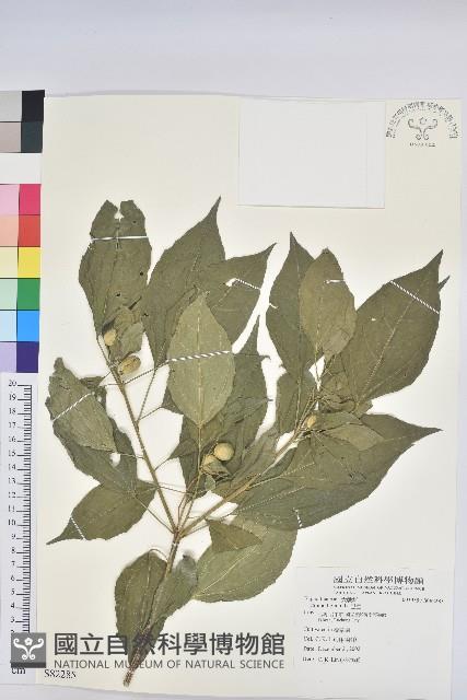 巴豆藏品圖，第1張