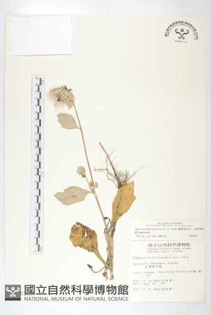 臺灣青木香藏品圖，第1張