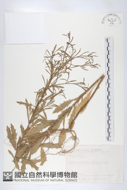 獨行菜藏品圖，第1張