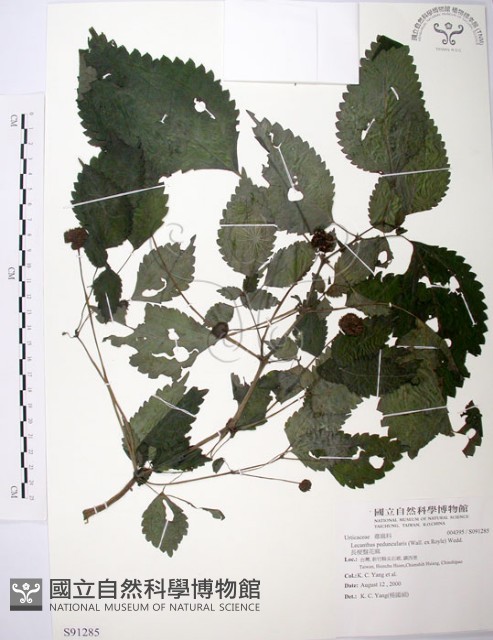 長梗盤花麻藏品圖，第1張