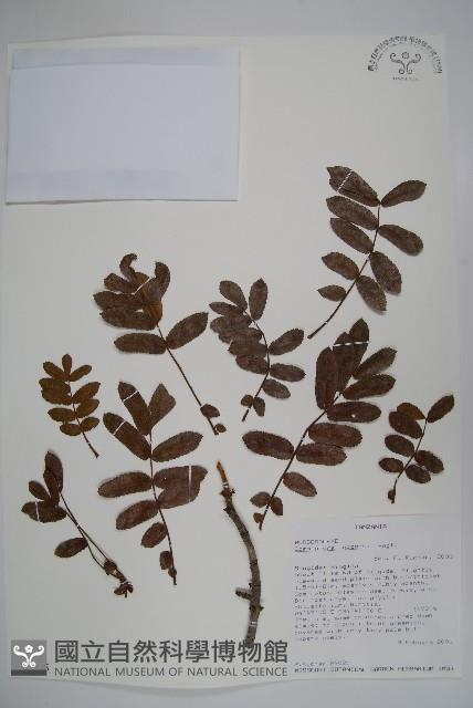 登錄號:S094285藏品圖，第1張