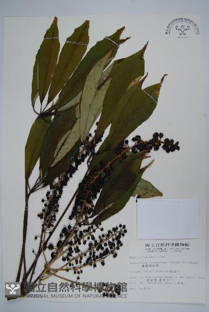 臺灣鵝掌柴藏品圖，第1張