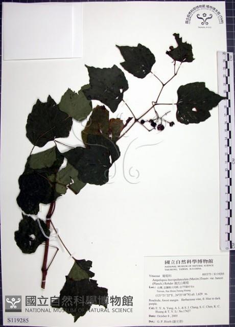 漢氏山葡萄藏品圖，第1張