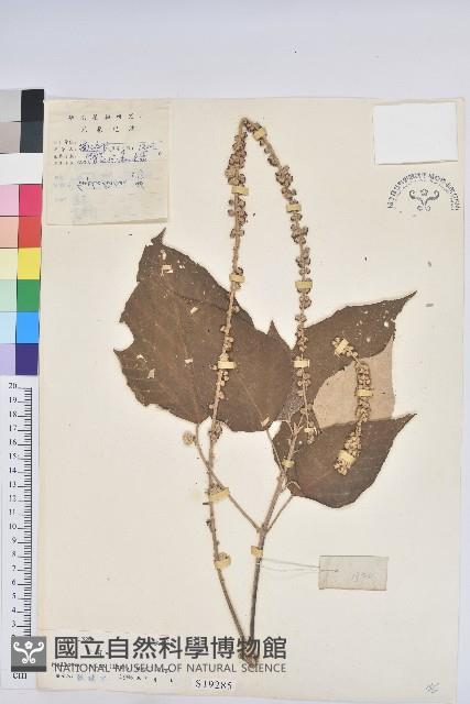 野桐藏品圖，第1張