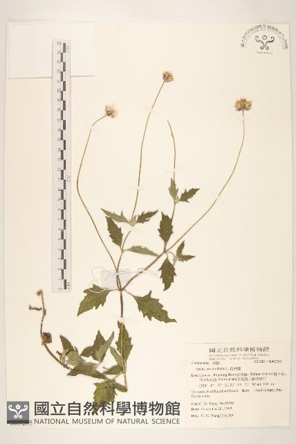 長柄菊藏品圖，第1張