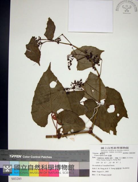 粉藤藏品圖，第1張