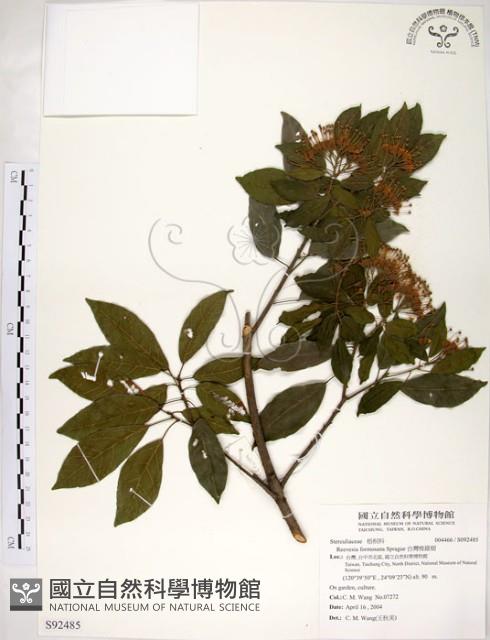 台灣梭羅樹藏品圖，第1張